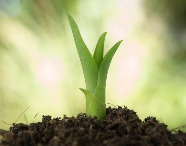 A young green seedling growing from the soil
